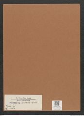 Surirella arabica Grun. (de-Toni-Nr.: Genus 53, Species 2381) Zeichnungen Sammlung Grunow Mappe 02536 (Herbarium_W_Grunow_drawings_Folder_02536)
